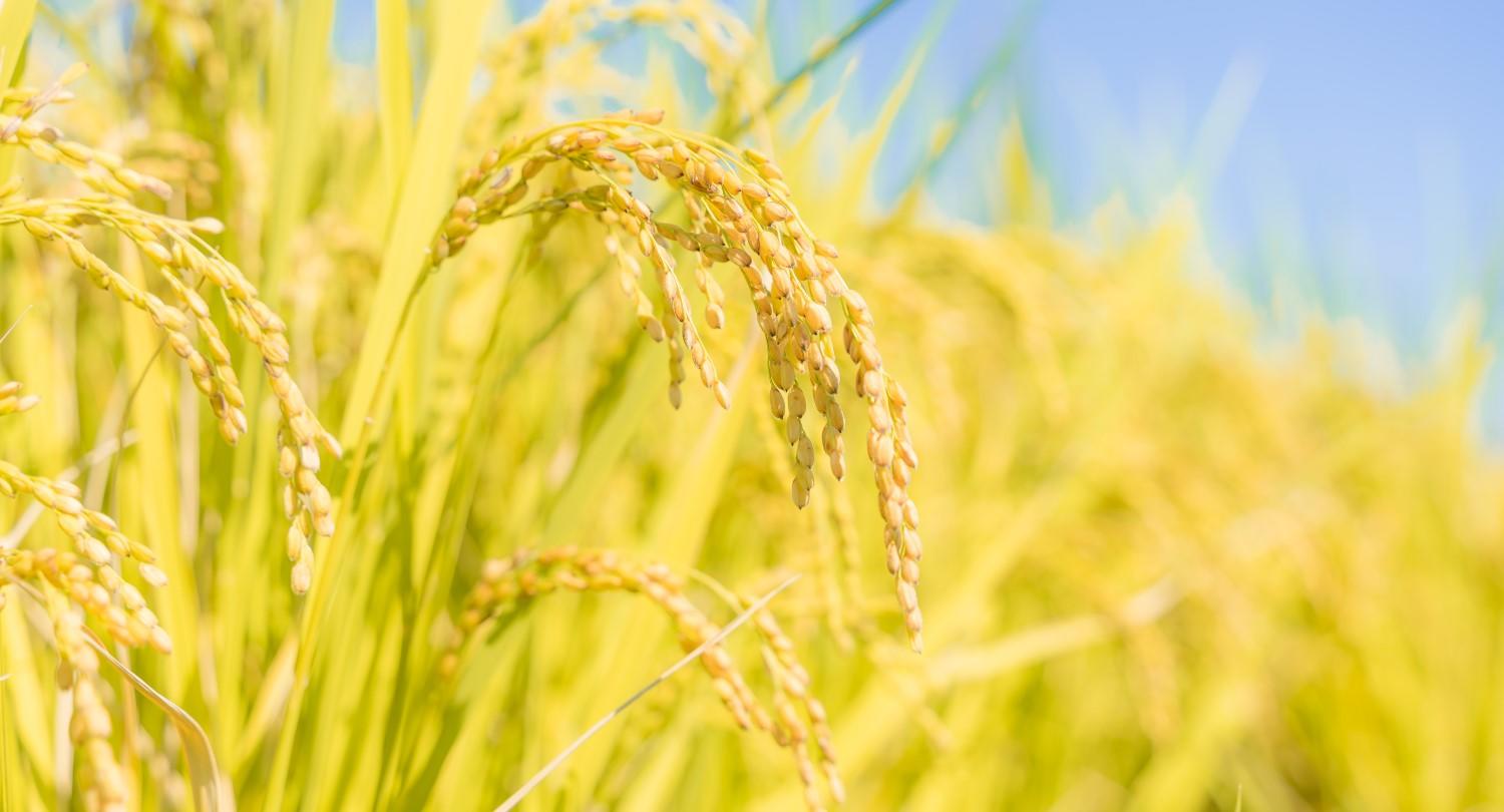 ビジネスに役立つ古典 第5回「好景気の呼称になぜ日本神話を引用するのか?」