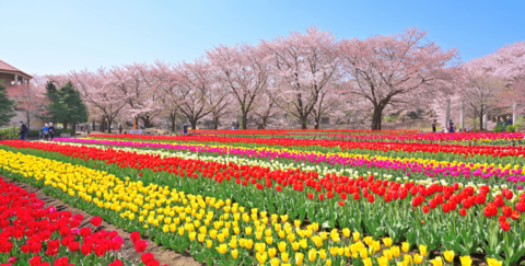 4月の季語を一覧でわかりやすく紹介！有名俳句や時候の挨拶も